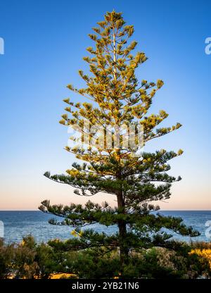 Pine tree, araucaria mature tree in sunset light on coast of Kato Stalos, Crete, Greece. Stock Photo