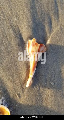 Knobbed Whelk (Busycon carica) Mollusca Stock Photo