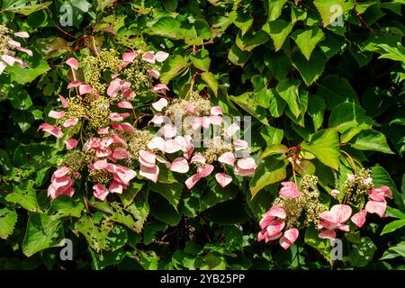 Schizophragma hydrangeoides 'Roseum' a summer flowering deciduous climber plant with a white summertime flower commonly known as Japanese hydrangea vi Stock Photo