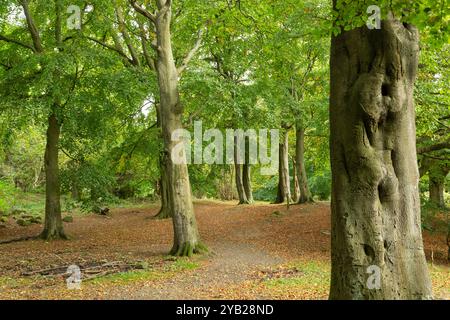 Beech trees in Corstorphine woods on Corstorphine Hill, Edinburgh, Scotland Stock Photo