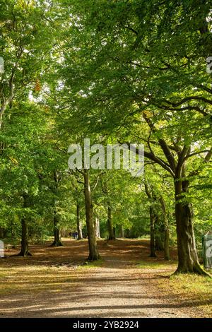 Beech trees in Corstorphine woods on Corstorphine Hill, Edinburgh, Scotland Stock Photo