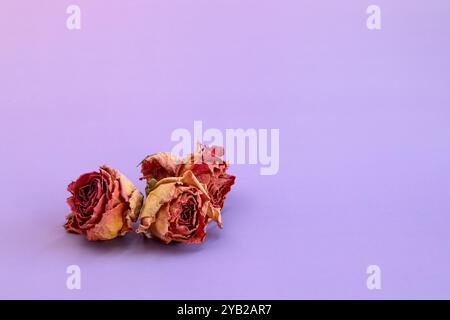 Dried Pink Rose Buds on light purple background front view Stock Photo