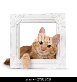 Young Aphrodite's Giant Longhair aka Cyrpus or Cypriot cat, laying through white image frame. Looking straight to camera. Isolated on a white backgrou Stock Photo