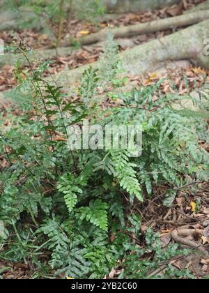 Semi-pinnated Brake (Pteris semipinnata) Plantae Stock Photo