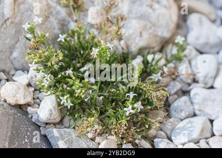 diamond-flowers (Stenaria nigricans) Plantae Stock Photo