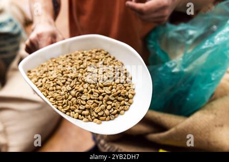 Fermented green coffee beans just before roasting. Selective Arabica coffee, green seeds are in white plastic scoop, close up photo with selective foc Stock Photo