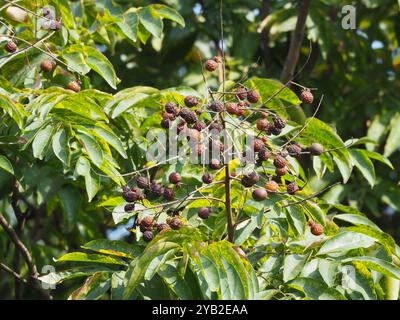Reetha (Sapindus mukorossi) Plantae Stock Photo - Alamy
