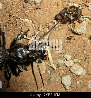 (Anthia cephalotes) Insecta Stock Photo - Alamy