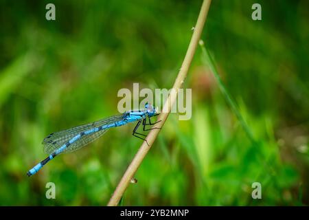 A bluet damselfly perched on pond vegetation. Stock Photo