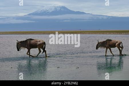 Wildebeest are walking on a flooded savannah against the backdrop of Mount Kilimanjaro. Kenya, Africa Stock Photo