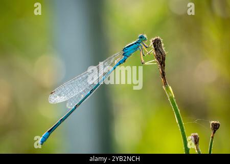 A bluet damselfly perched on pond vegetation. Stock Photo