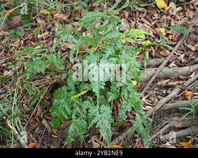 Semi-pinnated Brake (Pteris semipinnata) Plantae Stock Photo