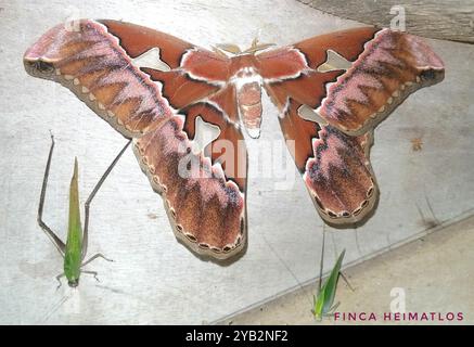 (Rothschildia lebeau inca) Insecta Stock Photo - Alamy