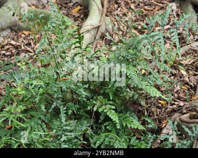 Semi-pinnated Brake (Pteris semipinnata) Plantae Stock Photo