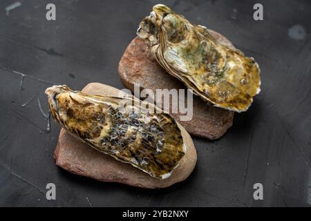 Oysters closed in a shell on sea rocks on a gray table. Raw fresh seafood. Copyspace. High quality photo Stock Photo