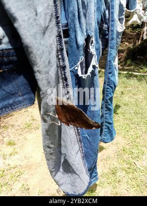 Orion Cecropian (Historis odius), Insecta, Parque Estadual da Lapa ...