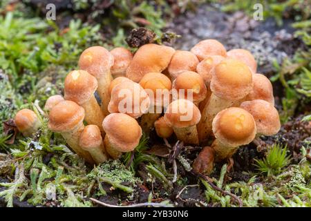 Sulphur tuft fungi (Hypholoma fasciculare) on tree stump during autumn, England, UK Stock Photo