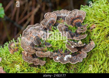 Turkeytail fungi fungus (Trametes versicolor), a small bracket fungus growing in layers on dead wood during autumn, England, UK Stock Photo