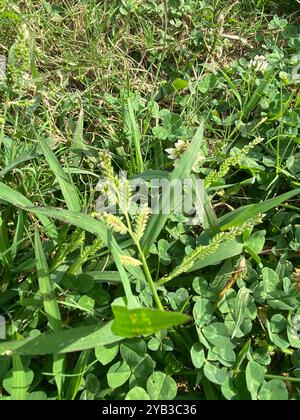 Jungle Rice (Echinochloa colonum) Plantae Stock Photo - Alamy