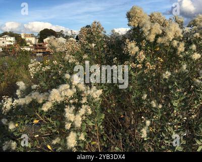 groundsel tree (Baccharis halimifolia) Plantae Stock Photo