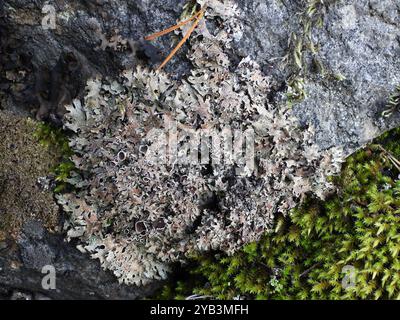 Smoky Crottle (Parmelia omphalodes) Fungi Stock Photo