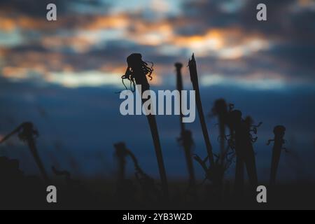 Dry grass against backdrop of dark sunset. Field grass on dark background.. Stock Photo