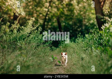 Curious Funny Cute Beautiful Playful Devon Rex Cat Walking. Devon Rex Cat With Cream Fur Color On Walking Gracefully Under Rain. Green Eyes. Amazing Stock Photo