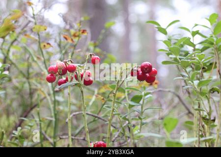 Bunch of red lingonberries in the forest Stock Photo