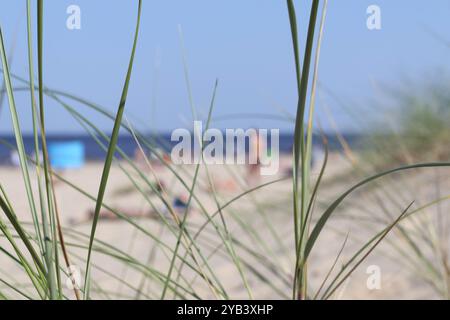 grass blowing in the wind against a backdrop of sea and sand Stock Photo