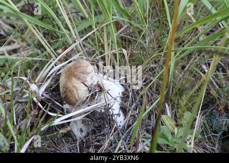 The mushroom grows in the forest between the blades of grass Stock Photo