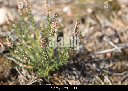 A small flower bouquet with small flowers grows on the ground Stock Photo