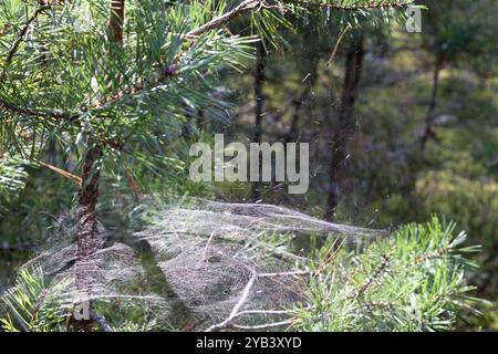 Spider web on pine tree branches Stock Photo
