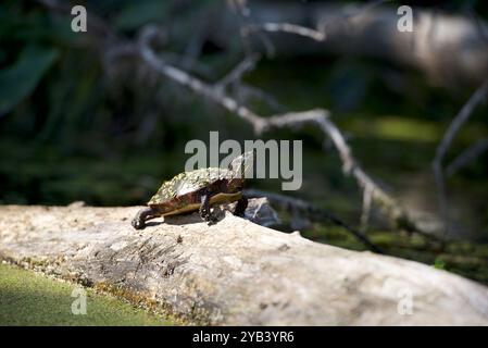 A midland painted turtle (Latin name: Chrysemys picta ssp. marginata) basks on a log in the Jock River near Ottawa, Ontario, Canada. Stock Photo