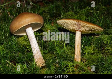 Melanoleuca cf melaleuca (Bald Knight) is a fungus found in grassy open woodlands. It occurs in Asia, Africa, Europe, North America, and Oceania. Stock Photo