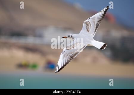 Black-headed gull (Chroicocephalus ridibundus) in juvenile plumage flying in front of a beach with buildings Stock Photo