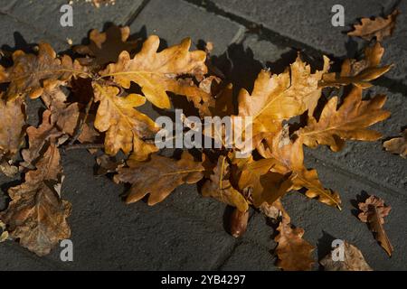 Vibrant golden oak leaves lies scattered across gray paved walkway. Sunlight highlighting intricate details of leaves textures. autumn essence, leave fall from tree, beauty of changing weather season Stock Photo