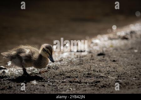 Baby duck on the bank Stock Photo