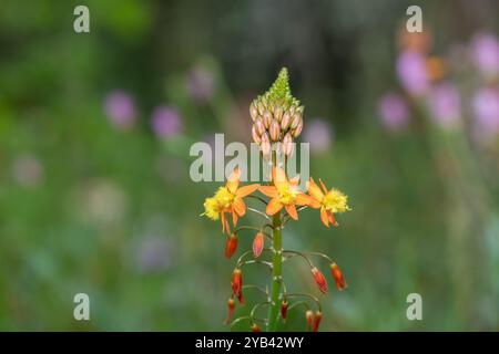 Close up of stalked bulbine (bulbine frutescens) flowers in bloom Stock Photo