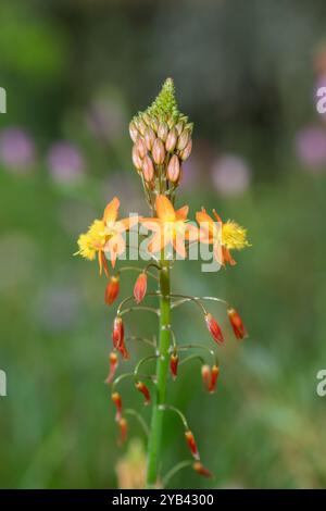 Close up of stalked bulbine (bulbine frutescens) flowers in bloom Stock Photo