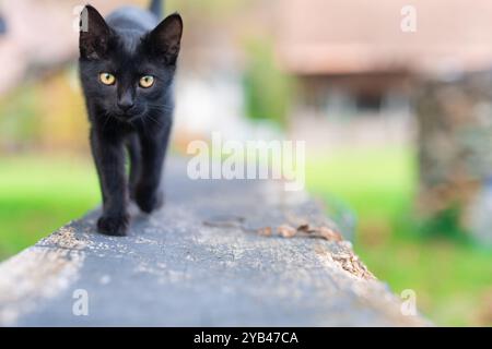 A sleek black cat walks confidently toward the camera, with its yellow eyes locked in focus. The blurred natural background enhances the sharp detail Stock Photo