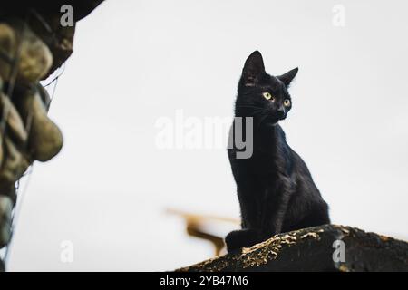 Beautiful Young Black Cat Pictured Sitting On A Bench Outdoors Photo Inspiration