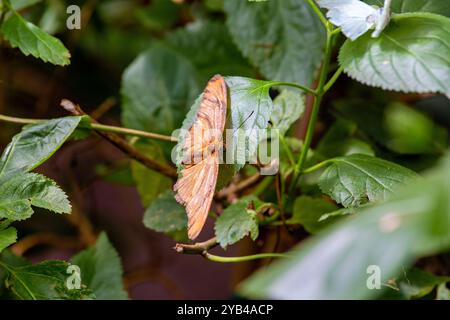 The Julia Butterfly feeds on nectar and rotting fruit. This photo was taken in Father Collins Park, Dublin, showcasing its vibrant wings in an urban e Stock Photo