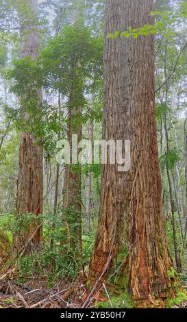 Giant ancient tall trees Eucalypt in wet forest on Slide track, Adventure Bay, Bruny Island, Tasmania, Australia Stock Photo