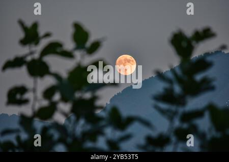 Srinagar, India. 17th Oct, 2024. The biggest and the brightest super moon also known as Hunter's moon rises in Srinagar. The October full moon, also known as the hunter's moon, will be the third back-to-back supermoons, preceded by September's harvest moon and August's blue supermoon. The moon is expected to be near its closest point to Earth tonight, resulting in the largest supermoon this year, according to experts, an unofficial astronomical phenomenon that occurs up to four times annually. Credit: SOPA Images Limited/Alamy Live News Stock Photo
