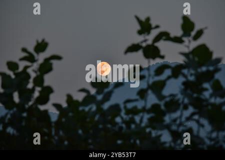 Srinagar, India. 17th Oct, 2024. The biggest and the brightest super moon also known as Hunter's moon rises in Srinagar. The October full moon, also known as the hunter's moon, will be the third back-to-back supermoons, preceded by September's harvest moon and August's blue supermoon. The moon is expected to be near its closest point to Earth tonight, resulting in the largest supermoon this year, according to experts, an unofficial astronomical phenomenon that occurs up to four times annually. Credit: SOPA Images Limited/Alamy Live News Stock Photo