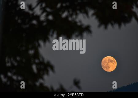 Srinagar, India. 17th Oct, 2024. The biggest and the brightest super moon also known as Hunter's moon rises in Srinagar. The October full moon, also known as the hunter's moon, will be the third back-to-back supermoons, preceded by September's harvest moon and August's blue supermoon. The moon is expected to be near its closest point to Earth tonight, resulting in the largest supermoon this year, according to experts, an unofficial astronomical phenomenon that occurs up to four times annually. Credit: SOPA Images Limited/Ģ����ý Live News Stock Photo