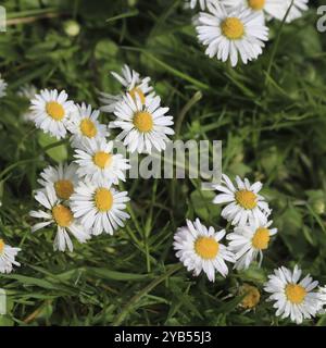 Daisy growing on a green meadow Stock Photo