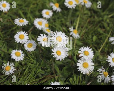 Many daisy growing on a green meadow Stock Photo