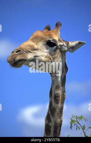 Cape giraffe (Giraffa camelopardalis giraffa), Cape giraffe, adult, portrait, Kruger National Park, Kruger National Park, South Africa, Africa Stock Photo