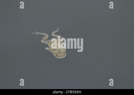 Common toad (Bufo bufo) adult amphibian swimming in a pond, England, United Kingdom, Europe Stock Photo